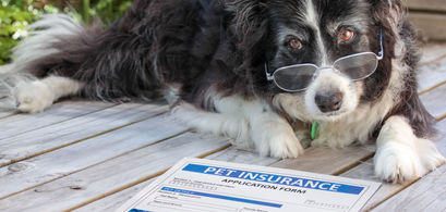 Pet Insurance Explained
