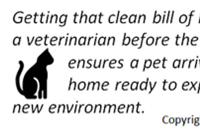 safely relocating pets